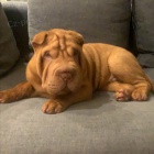 Shar-pei okovan tata na prodej.