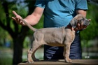 Cane Corso tata