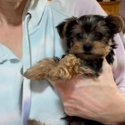 OKOVAN A ODERVOVAN TTKO YORKIPOO