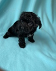 OKOVAN A ODERVOVAN TTKO YORKIPOO