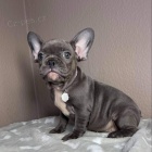 Prod�m �t��ata francouzsk�ho buldo�ka.