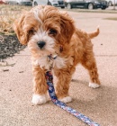 mini �t��ata Cavapoo