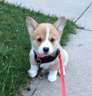 Predm teniatko Welsh Corgi Pembroke