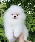 Pomeranian BOO tata