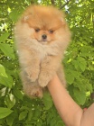 Pomeranian BOO �t��ata