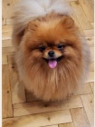 Pomeranian BOO �t��ata