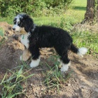 mini tata Bernedoodle.