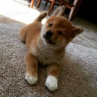 �T��ATA MINI SHIBA INU
