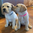 Zdrav� a kr�sn� �t��ata labradorsk�ho retr�vra a pejska na prodej.