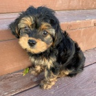 MINI TTKO YORKIPOO