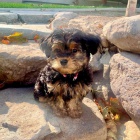 MINI TTKO YORKIPOO