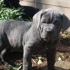 Prodm zdrav okovan tata italskho Cane Corso