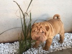 Shar-pei okovan tata