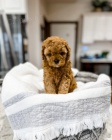 mini �t��ata Cavapoo
