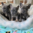 �t��ata francouzsk�ho buldo�ka.