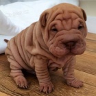 Shar-pei okovan tata