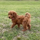 �t��ata Cockapoo