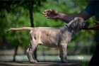 Cane Corso �t��ata