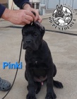 Cane Corso �t��ata