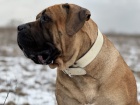 Jihoafrick mastin - Boerboel tata