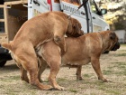 Jihoafrick mastin - Boerboel tata