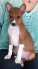 Prodm tata Basenji