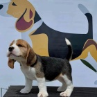 �t��ata b�gla