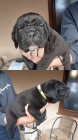 Cane Corso �t��ata