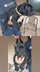Cane Corso �t��ata