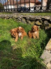 Cavapoo �t��ata