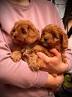 Cavapoo �t��ata