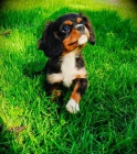 Kavalr king charles spaniel ttko s PP