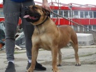 Jihoafrick mastif Boerboel tata na prodej