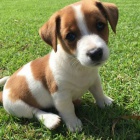 tata jack russell terira