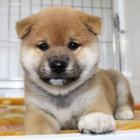 �T��ATA MINI SHIBA INU