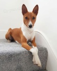 Prodm tata Basenji