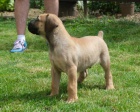 Boerboel (jihoafrick mastif) tata