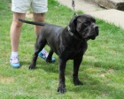 Boerboel (jihoafrick mastif) tata