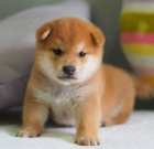 �T��ATA MINI SHIBA INU
