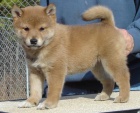 TATA MINI SHIBA INU