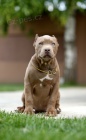 American Bully XL tata