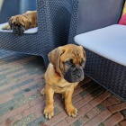 Prod�m �t��ata bullmastiffa