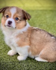 tata Pembroke Welsh Corgi