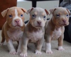 tata americkho pitbull terira