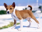 Prodm tata Basenji