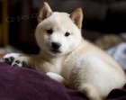 Pred�m zdrav� a dobre vycvi�en� �teniatka Shiba Inu