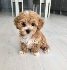 teniatka Maltipoo na predaj.