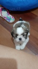 MINI SHIH TZU