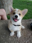 tata Pembroke Welsh Corgi