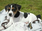 tata jack russell terira.